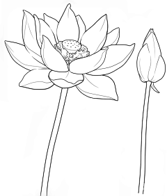 董方虹采集到procreate