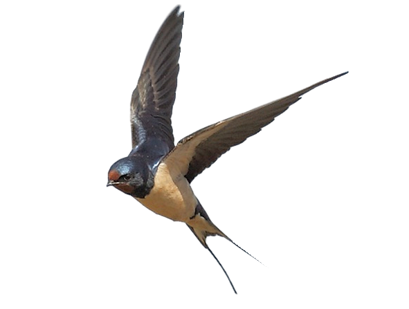 swallow_PNG67