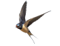 swallow_PNG67