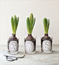 LOVE - Flowering Spring bulbs Via A Pair & a Spair! Such a cute use of the diptyque candles.