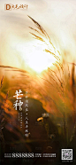 芒种节气海报-源文件