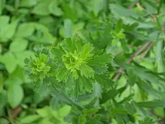 牡蒿图片 牡蒿野菜图片[10/10]_图片大全_美桌网
