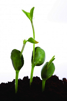 发芽豆苗豆维维