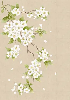 iPad水彩｜梨花 - 小红书