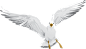 海鸥 png