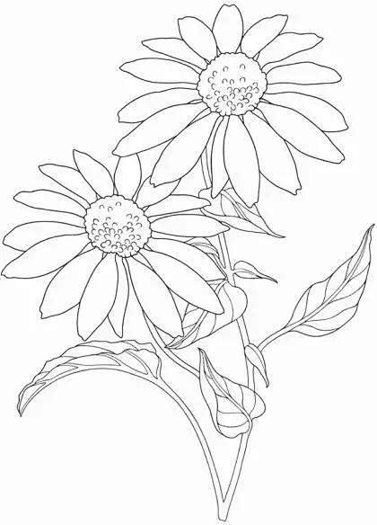 1000幅花卉线稿资料，拿去临摹学画