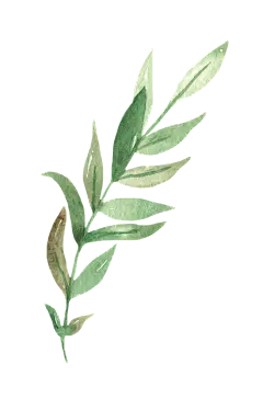 手绘水彩木棉花花卉植物透明背景免扣PNG图案 手账PS (18)