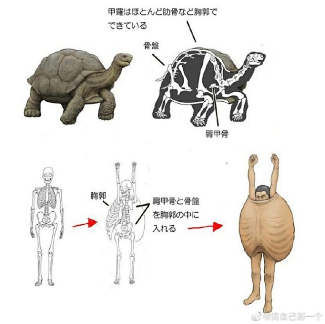 画风迷惑的动物科普
来自岛国的川崎悟司是...
