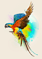 beauty bird cover design Nature parrot Pop Art portrait wild life animals