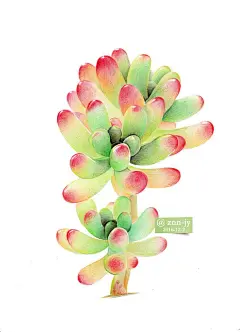 作品：手绘彩铅画多肉植物——果冻乙女心@北坤人素材