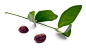 [ jojoba oil ] ~ from Montery Bay Spice Company