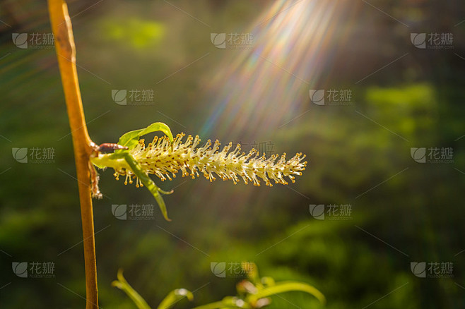 垂柳柔荑花序