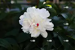 牡丹 自然 花 花卉背景 花瓣 植物群 花壁纸 美丽的花朵