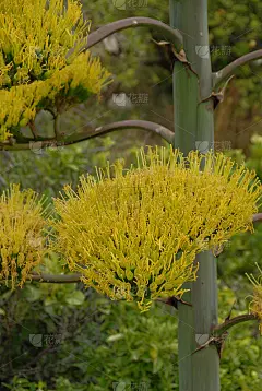 龙舌兰，西班牙语Blüte