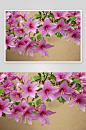 紫荆花特写高清特写花卉图片-众图网