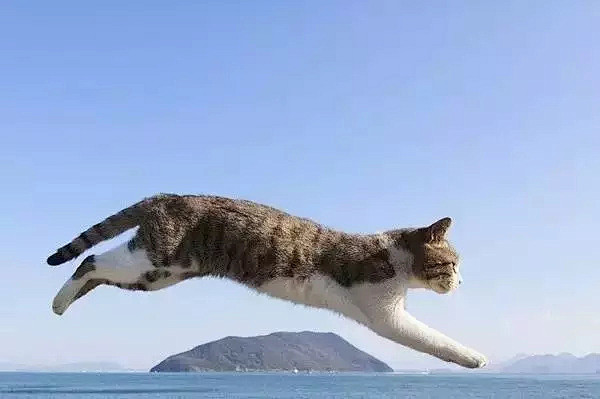 日本，有一本非常火爆的猫咪写真集——《飞...