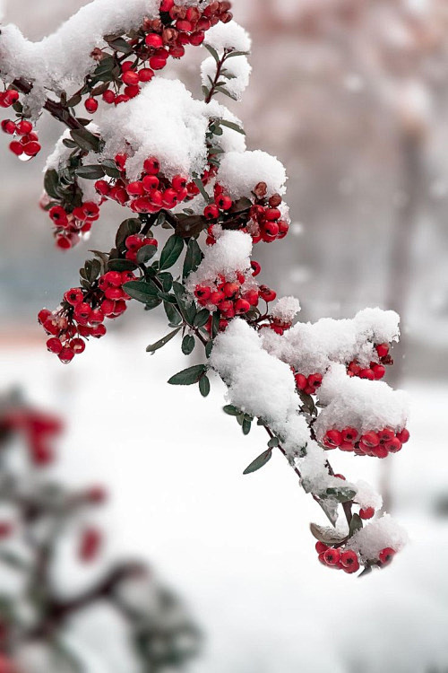 十一月的一场大雪 November Sn...