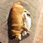 ※ Pet ※ Instagram上的超人气柴犬Maru，每次都和自己的玩具睡姿神同步！可爱又搞笑，超级融化人心哇！