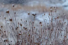 雪花落在杂草上