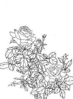 【国画基础：工笔月季线描画谱】工笔月季线描画谱。4.3）#书画界#