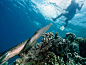 Diving Sites to Put On Your Bucket List, Even if You Don't Dive