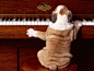 Dog_Waltz，狗弹钢琴，所以我按 E 键第一 壁纸