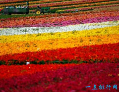 娜娜O(∩_∩)O采集到A景观—花镜/植物