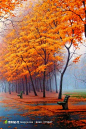 秋季广告元素，国外枫叶路枫树林公园摄影背景桌面壁纸图片素材