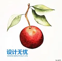 山楂 手绘水果美食手绘插画JPG图片设计素材