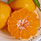 耙耙柑  丑橘.jpg (800×800)