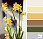 Design Seeds Color Palettes.