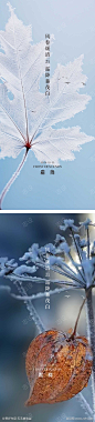 霜降节气海报_源文件下载_AI格式_1562X6907像素-海报,霜降,风景,立冬,冬至,大寒,松树,树叶,雾霜-作品编号:2024101608484078-志设-zs9.com