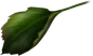 roseleaf1 copy.png