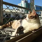 Sara-乖