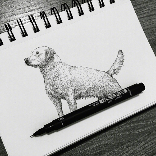 动物，线条，插画，壁纸，手绘，狗