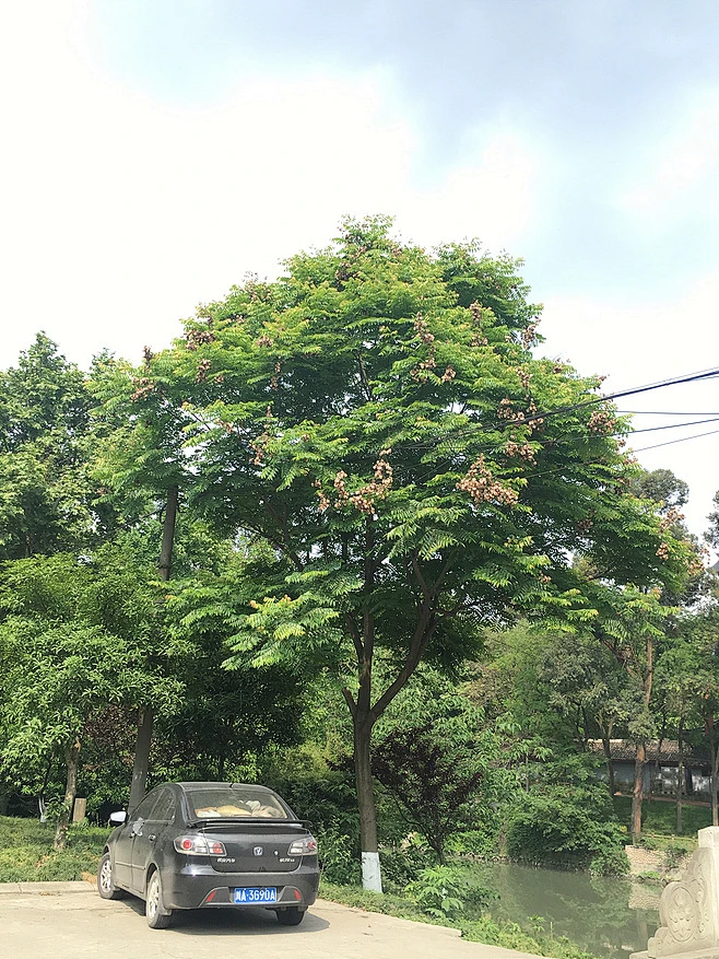 栾树 -花瓣网