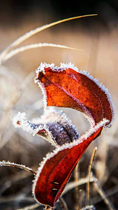 左宁_采集到夜深知雪重，时闻折竹声