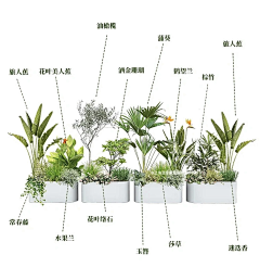 fchm1986采集到植物搭配