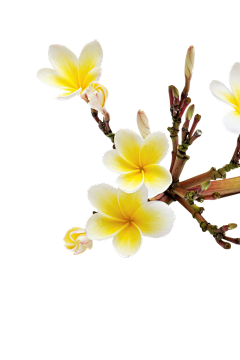 原来~YS采集到花花草草