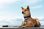 low-angle-cute-shiba-inu-dog_23-2149457836.jpg (1380×920)