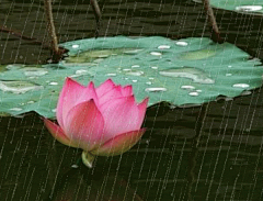 花瓣--雨采集到动态图片
