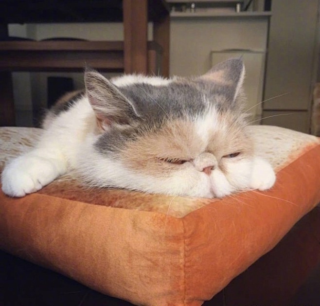 可爱 猫咪 小猫 猫 宠物 猫 喵喵 (...