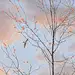 【Noji Mikiko 四季之美】日本插画师 Noji Mikiko（野地美树子）喜欢用画笔记录四季之美。她的作品色彩鲜明，生动而美丽，给人惬意、恬静的感觉。