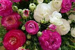 毛茛属植物花的背景。白色和粉红色的花朵特写背景。温柔的花的背景。鲜亮的毛茛属，有芽。俯视图花型