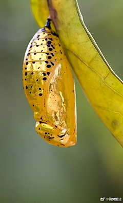 派拉斯采集到企划-昆虫