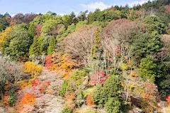 名古屋、大原樱的秋天