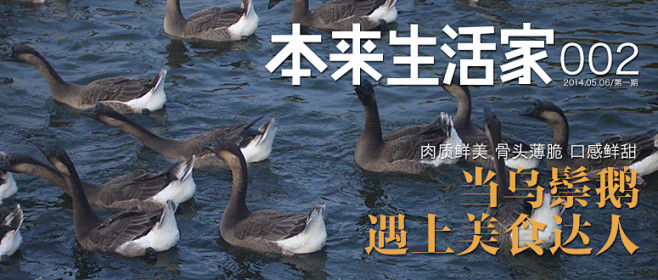 当乌鬃鹅
遇上美食达人