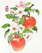 水彩插画苹果（附过程）_1_铃铛_来自小红书网页版