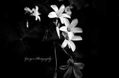 花_信╭╯采集到花、