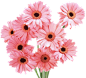PNG素材#免抠图#漂浮素材#植物素材 #花朵素材#
@冒险家的旅程か★